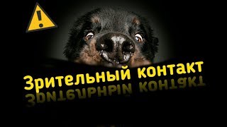 АЗЫ ДРЕССИРОВКИ зрительный контакт с щенком. Мокрый нос