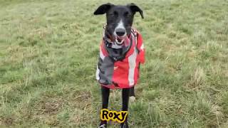 Dogs Trust Darlington - Roxy