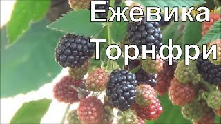 Ежевика Торнфри, Ожина Торнфрі, BlackberryTornfree.