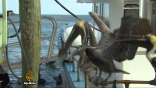 Pelican attacks causing concern in US