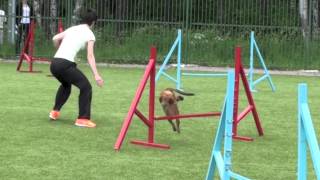 Соревнования по аджилити "DREAM GAMES", 15.06.13 г., СПб, v20