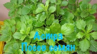 АСТРА . ПОСЕВ СЕМЯН АСТРЫ НА РАССАДУ.