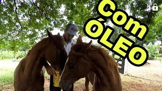 Veja como Turbinei meu Cavalo , Gastando Pouco Dinheiro!