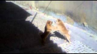 Pelea de perros.