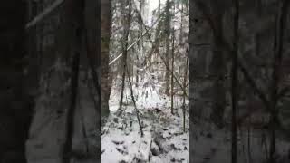 Охота на кабана без ружья
