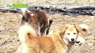 "양말 가져와, 먼지야!" @SBS 생방송 투데이 150325