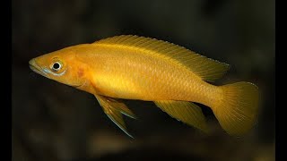 Lamprologus Лампрологус Аквариумистика. Animals & fish.