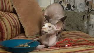 Cat & Cat. Канадский сфинкс. Вязка. Кошачьи страсти.