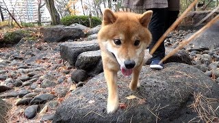 その瞬間、柴犬さんパパに激突する。