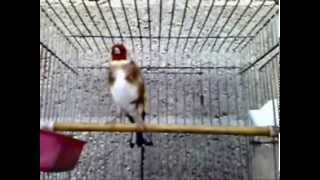 Καρδερίνα με καθαρές φωνές (Carduelis Carduelis)