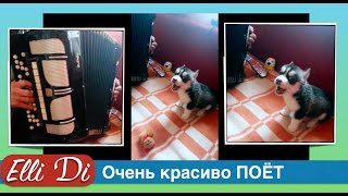 ДЕДУШКА И СОБАКА, ЩЕНОК ХАСКИ ПОЕТ - СОБАКИ Elli Di