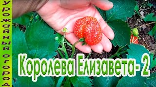 КЛУБНИКА "КОРОЛЕВА ЕЛИЗАВЕТА -2"! УРОЖАЙ ДО ЗАМОРОЗКОВ!