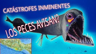 CATÁSTROFES INMINENTES, LOS PECES AVISAN?