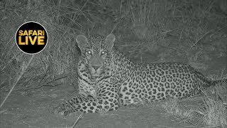 safariLIVE - Sunset Safari - May 17, 2019