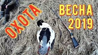 ПЕРВЫЙ ДЕНЬ ВЕСЕННЕЙ ОХОТЫ 2019/ОХОТА В АРХАНГЕЛЬСКОЙ ОБЛАСТИ