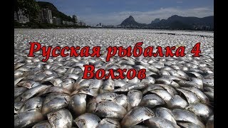Русская рыбалка 4 волхов