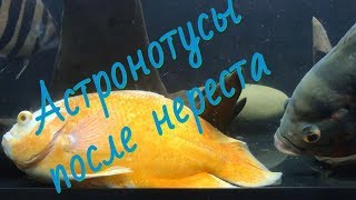 Астронотусы! Поведение после нереста!