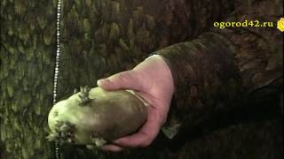 Проращивание картофеля. Размножение. Рассада картофеля.