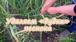 Удаляем «дудки» чеснока