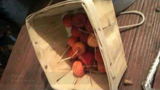 forest garden harvest