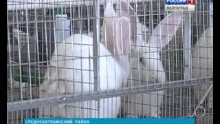 Волгоградская промышленная кроликоферма Королик.