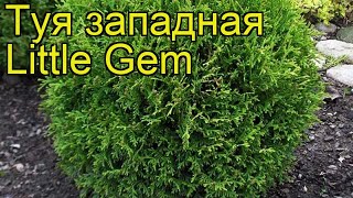 Туя западная Литл Гем. Краткий обзор, описание характеристик thuja occidentalis Little Gem
