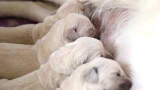 Щенки золотистого ретривера. Kennel golden retrievers Gold Kiss Lady Luck