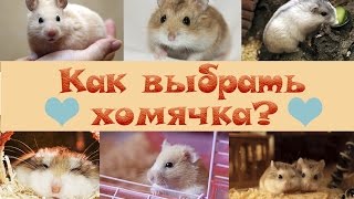Как выбрать хомячка? | Клетка и оборудование для хомяка ?