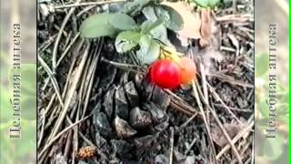 Брусника обыкновенная