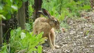 Заяц на природе (нем. Feldhase in der Natur) (анг. Hare in nature) (фр. Lièvre en nature)