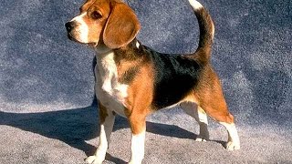бигль описание породы содержание и уход