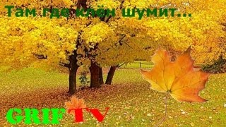 Там где клён шумит...