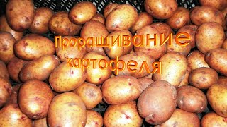 Проращивание картофеля