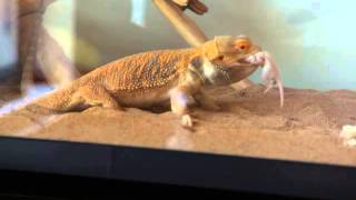 Bearded Dragon eats pinkie / Бородатая Агама поедает крысенка