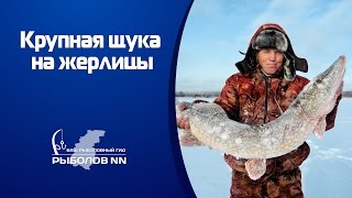 Крупная щука на жерлицы Ловля щуки зимой в заливах