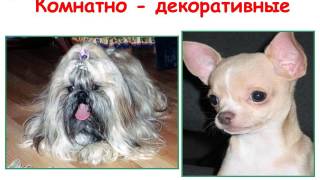 Презентация классного часа для 5 класса "Братья наши меньшие"