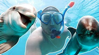 SCHWIMMEN MIT DELFINEN ! - ÄGYPTEN VLOG 2017 (Teil 1) | ALI