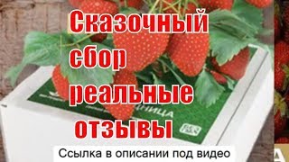 Ягодница Сказочный Сбор. Чудо Ягодница Сказочный, Клубника Ягодница, Чудо Ягодница Сказочный Сбор