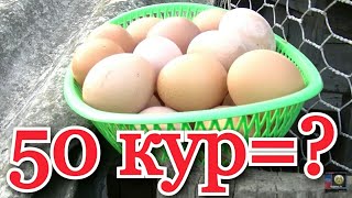 куры несушки хайсекс( сколько Могут  снести яиц 50 кур?)