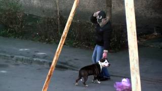 Бойцовая собака+Пьянь-Хозяин=Беда...