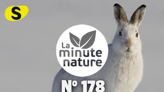 4 VICTIMES DU RÉCHAUFFEMENT (No 178)