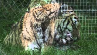 Canon EF 100-400mm f/4.5-5.6L IS USM Lens Photo and Footage Test