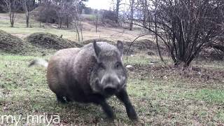 Дикий кабан на Симферопольском водохранилище. Wild boar on Simferopol reservoir.