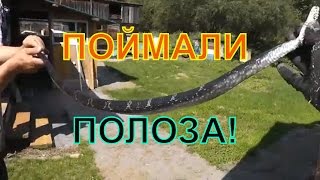 Поймали большую змею! Амурский полоз или полоз Шренка!