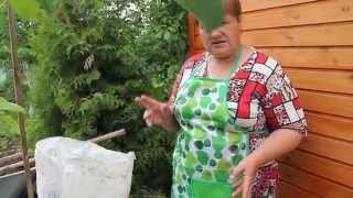 Как вырастить ПОМИДОРЫ в МЕШКАХ.