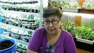 Фиалочный бизнес или как*легко и быстро заработать *