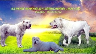 Алабаи в Воронеже Питомник Сен Сао