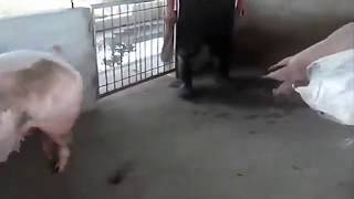 Pig Loving Video??. Animal Mating Video.