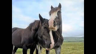 How To Tell If Your Horse Is In Season (On Heat)