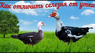 Как отличить селезня от утки.Обрезка крыльев.